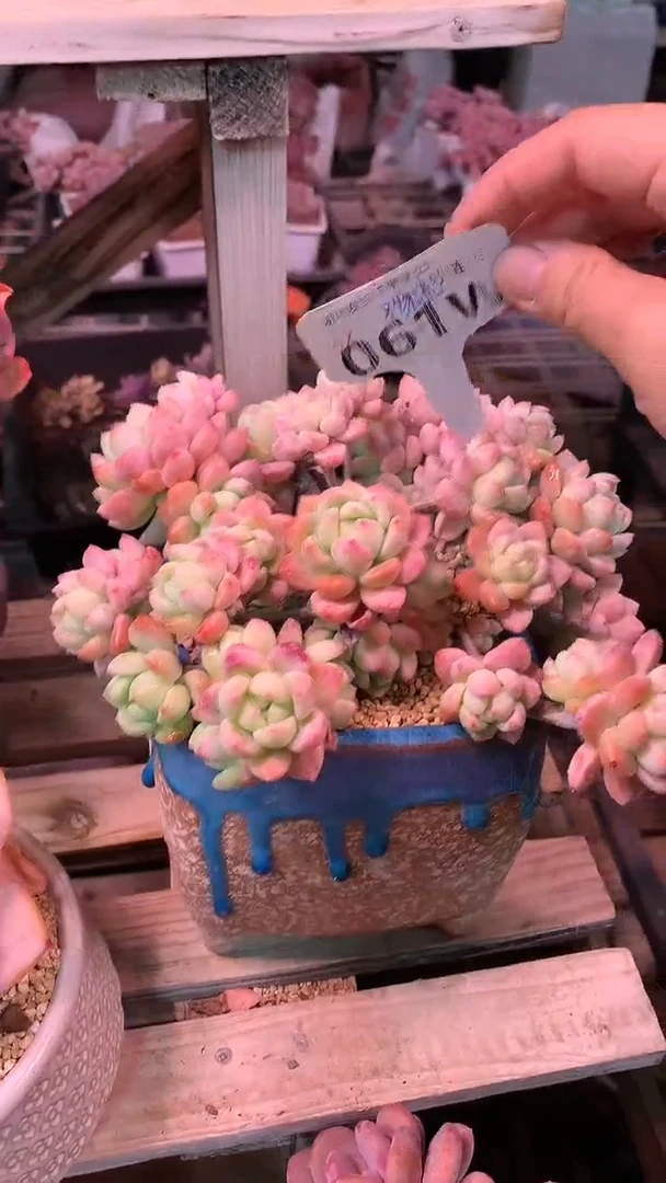 【闪购商品】061WWW只发物流送盆