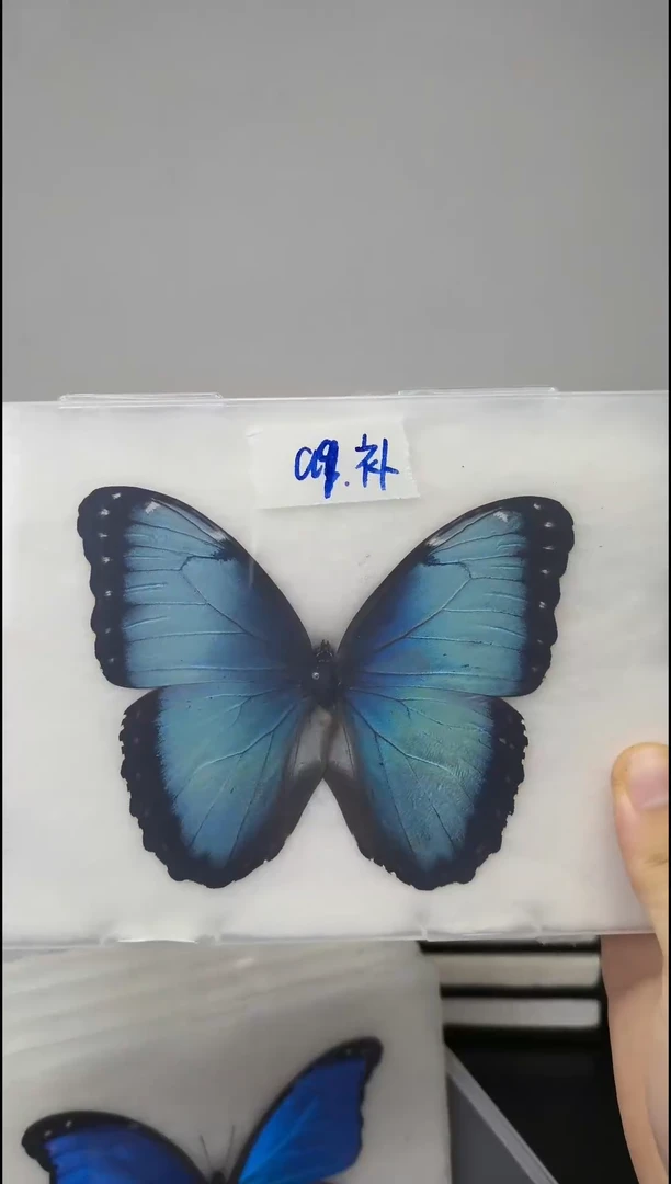 展翅品压棉发货一图一物编号A9