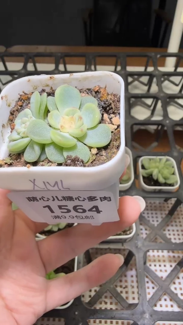 1564  西米露多肉植物