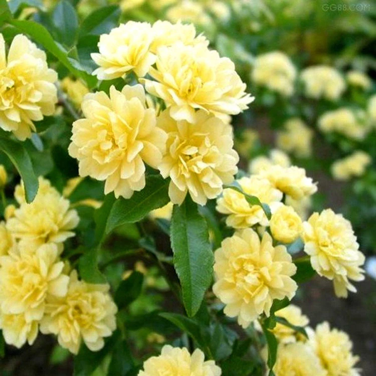 大苗【黄木香】花苗爬藤植物庭院爬墙耐寒花卉浓香蔷薇藤本月季