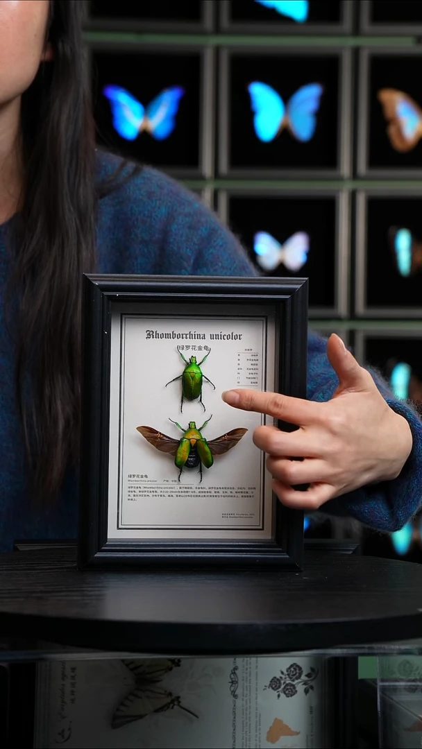 绿萝花金龟未展翅+展翅中文科普版