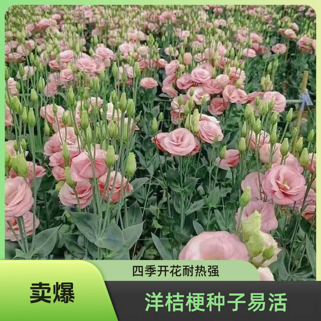 【源头厂家洋桔梗种子】盆栽四季开花室内外多年生易活耐热