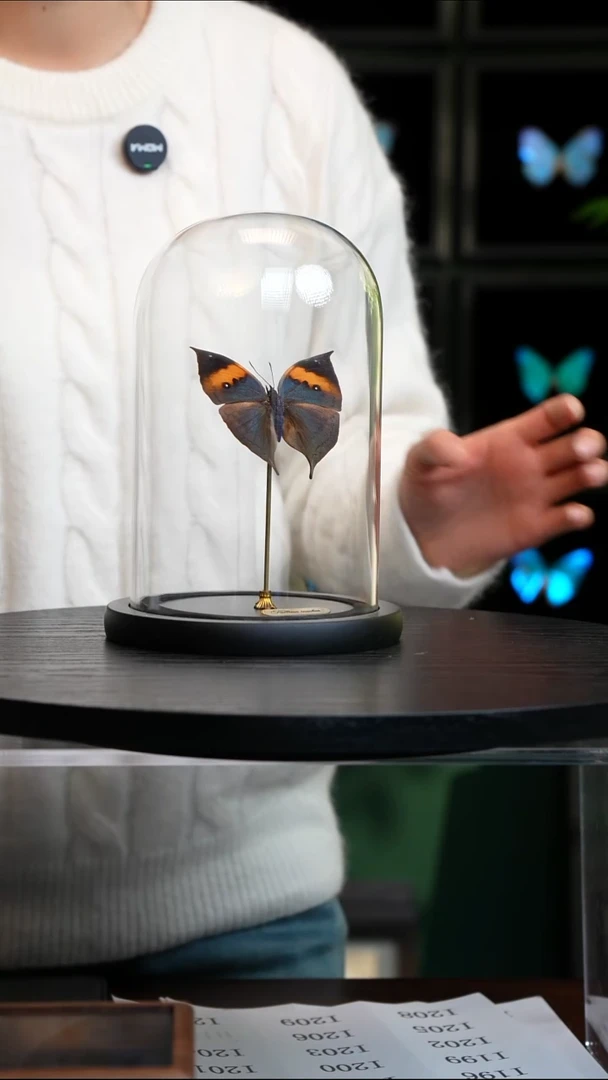 枯叶蛱蝶中号玻璃罩