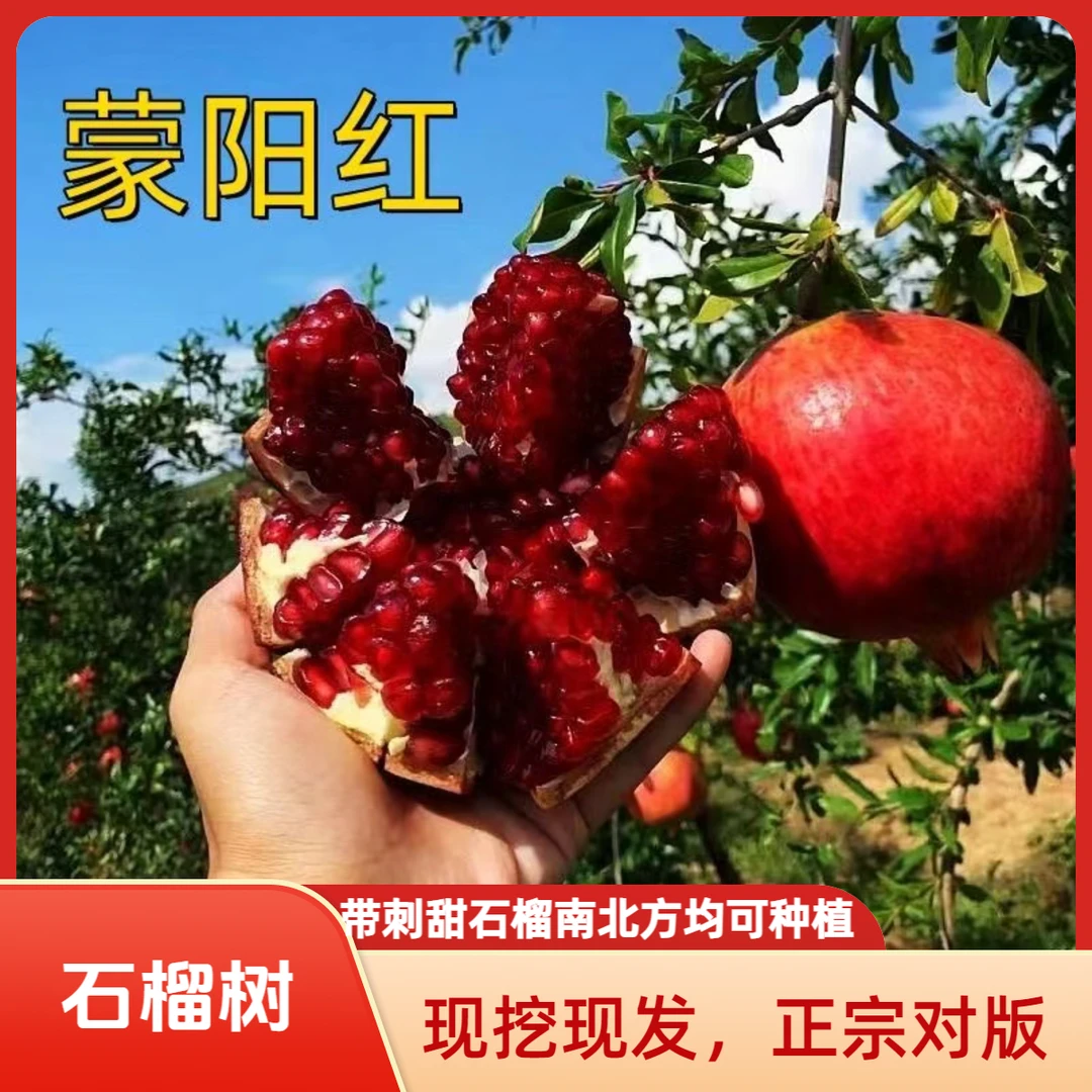 现挖现发蒙阳红石榴树苗带刺甜石榴大果纯甜耐寒南方北方均可种植