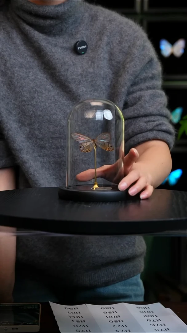 黄晶眼蝶小号玻璃罩