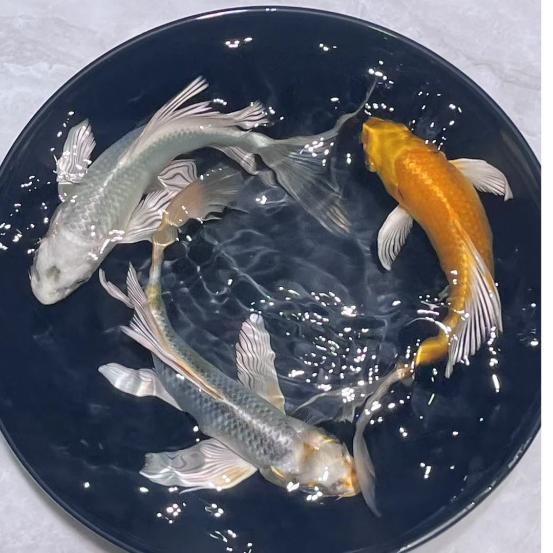 1-100号玛雅色蝴蝶鲤无鱼鳞德系、锦鲤金鱼活体观赏鱼
