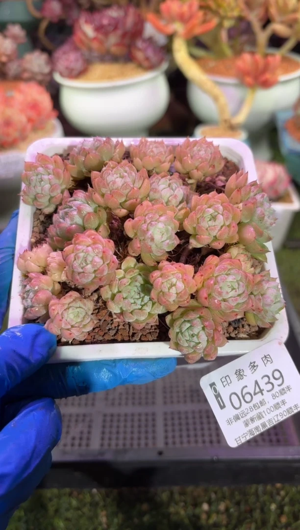 【闪购商品】06439