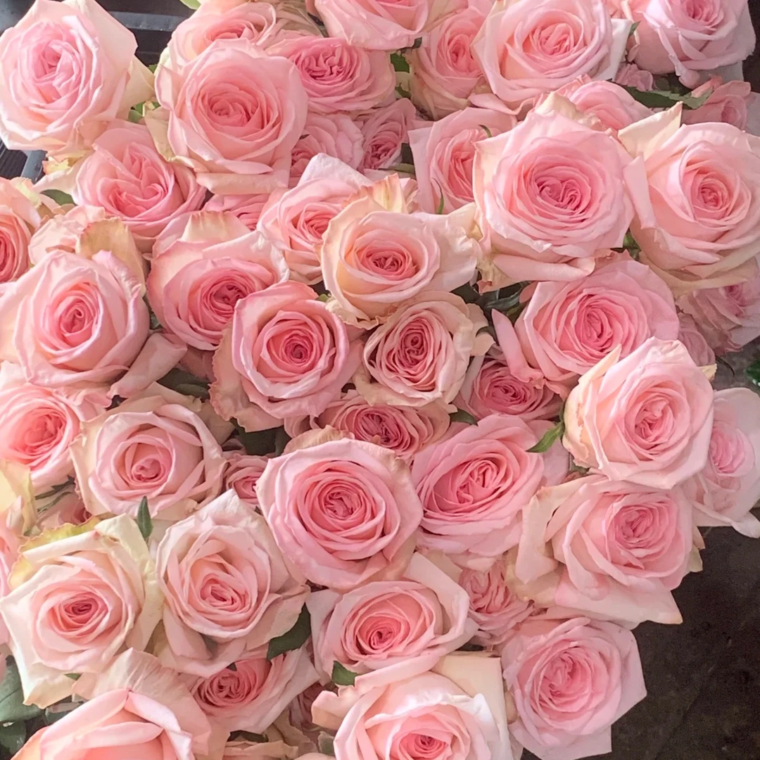 切花粉荔枝/粉哈娜玫瑰大花浓香多季开花月季花苗