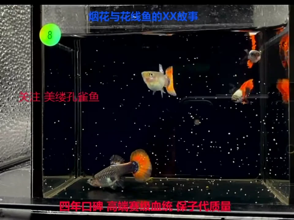 孔雀鱼花线冠军线象尔2对