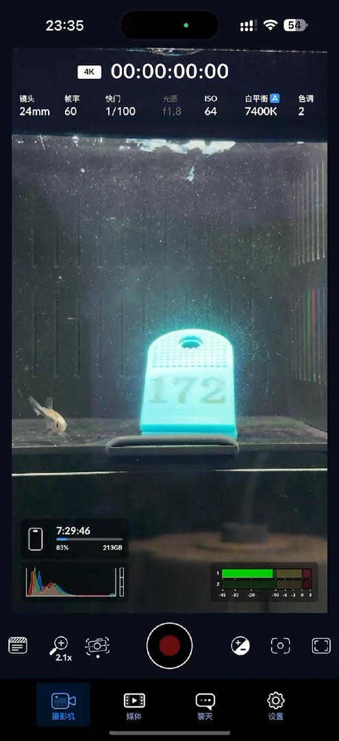 灯科鱼【172】白金蓝缎带一型