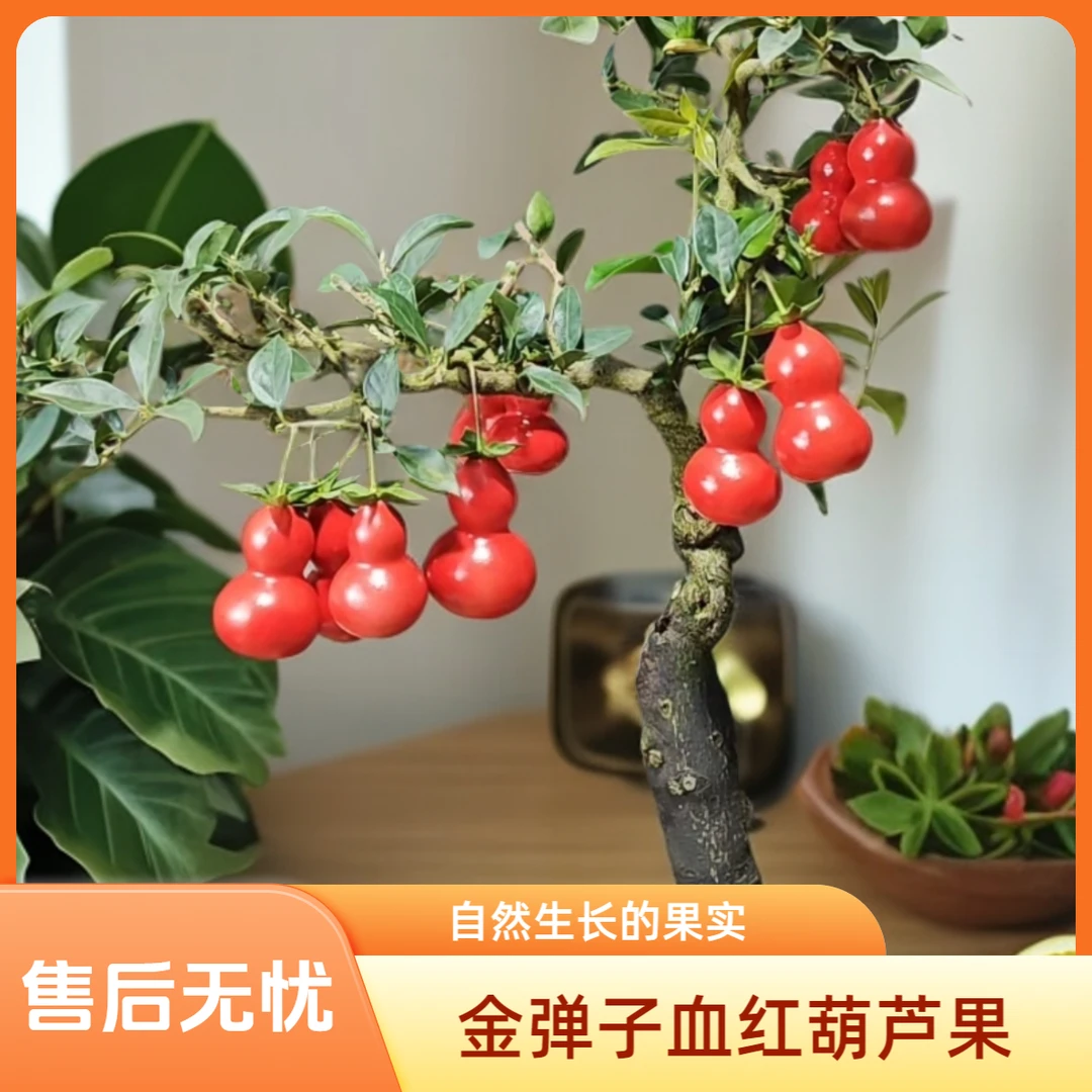 金弹子血红葫芦果，满树花芽品种苗三月开花四月挂果