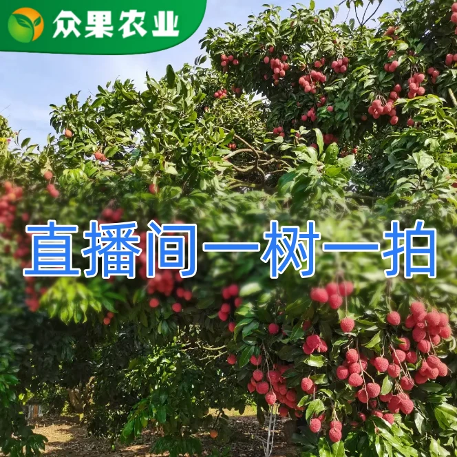 xuji/栩季众果农业 各种品种树苗带土叶发货【一物一拍】