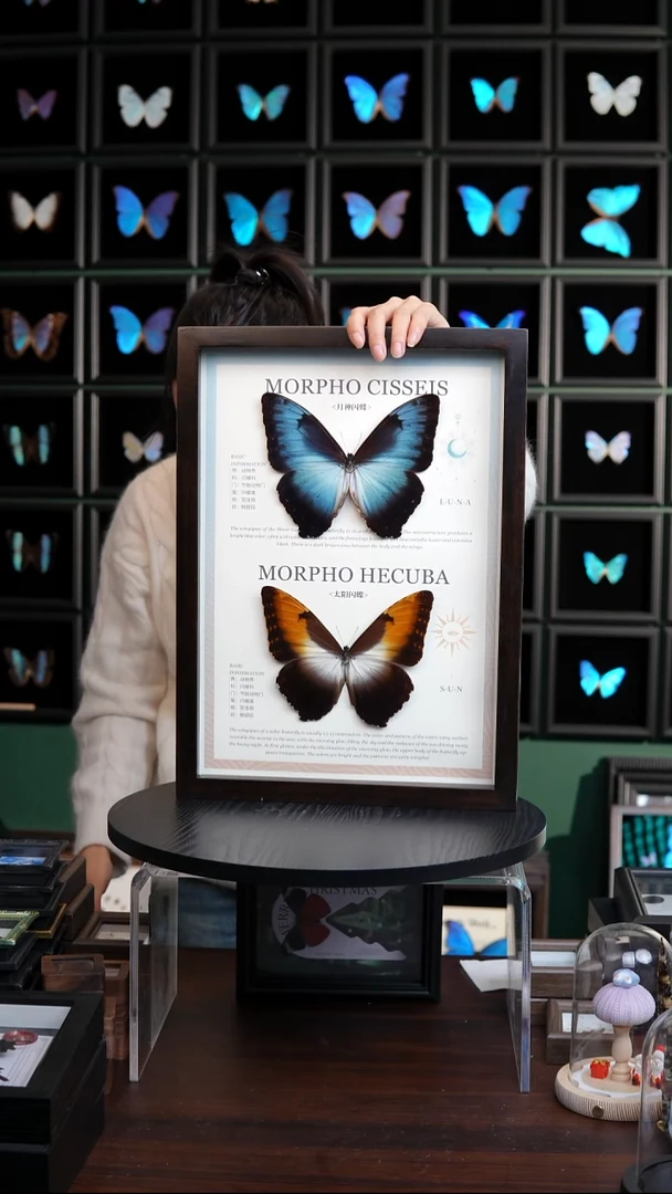 日月同辉闪蝶组合