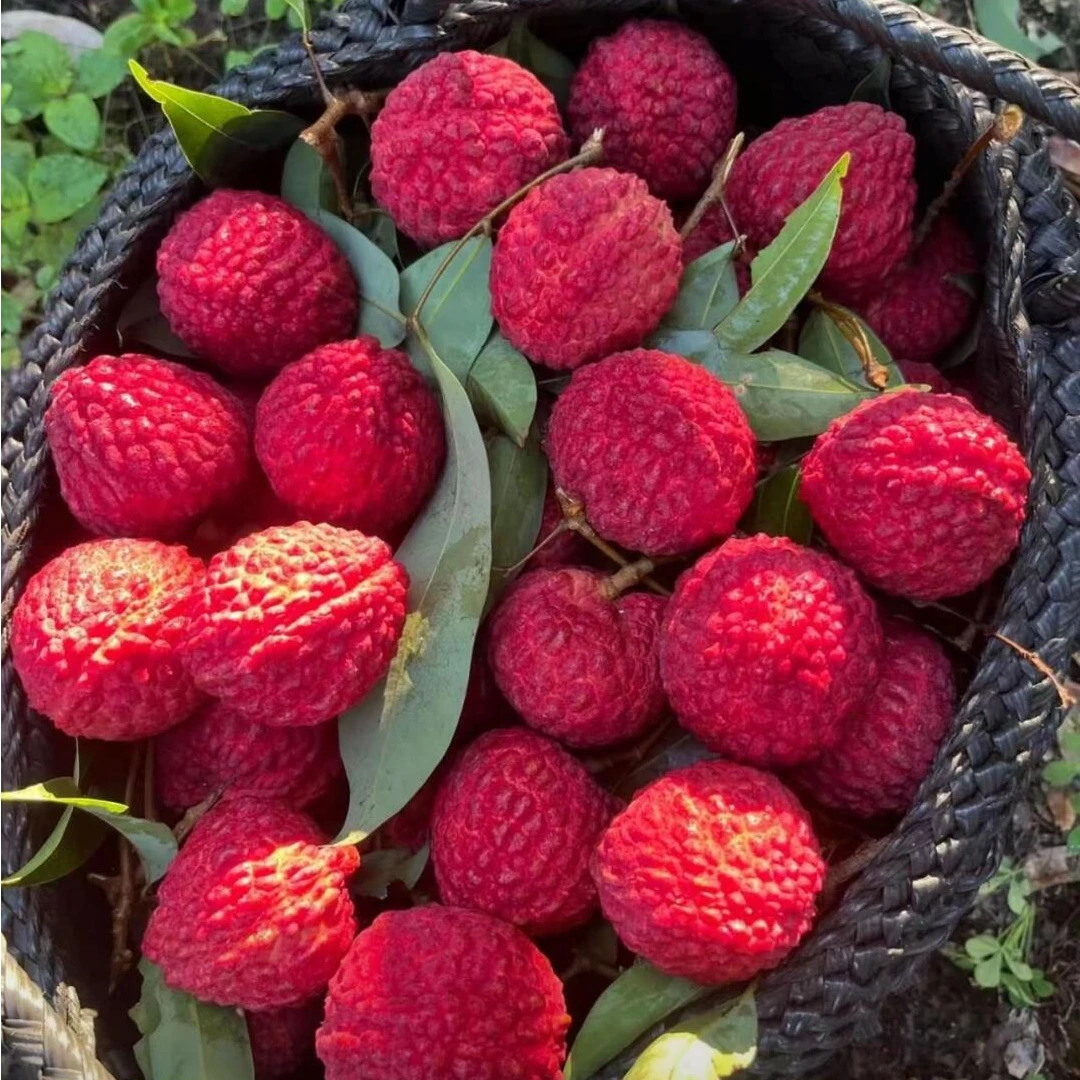 海口空运荔枝王 甄选大果 肉厚饱满0.8-10斤 只发川渝荔枝同城送新鲜