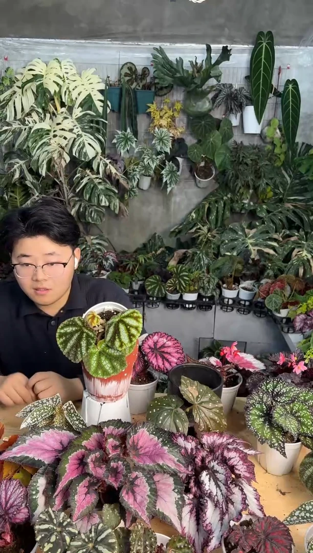 完全开放丽文秋海唐