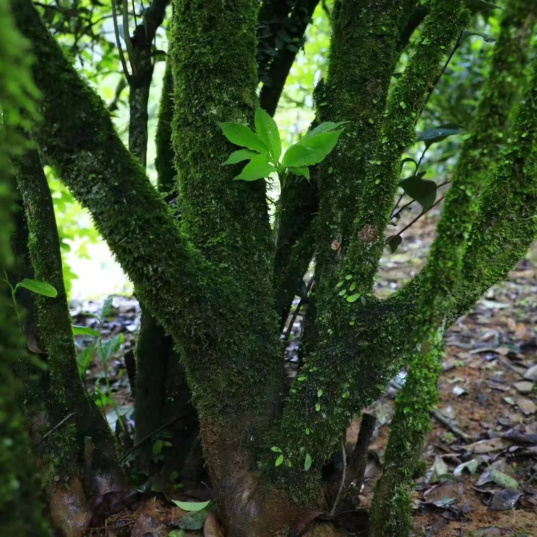 井福韵  武夷岩茶代拍链接【15】