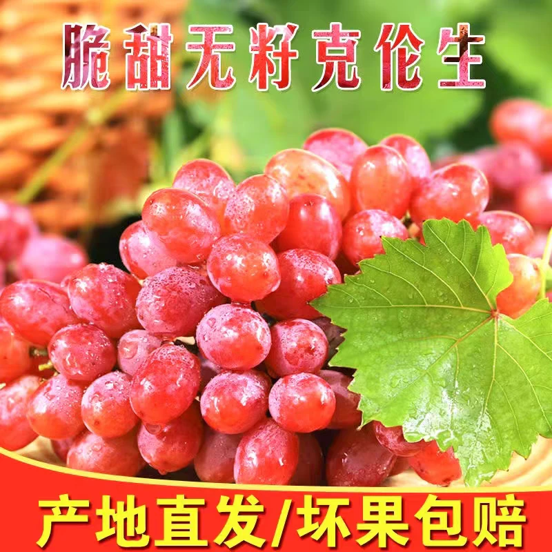 【好货推荐】正宗克伦生红提子无籽葡萄新鲜水果克伦生冰美人孕妇颗