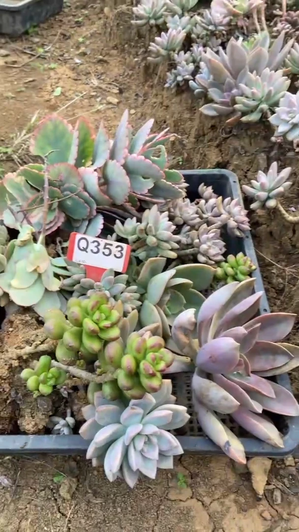 Q353多肉组合默认脱土发货