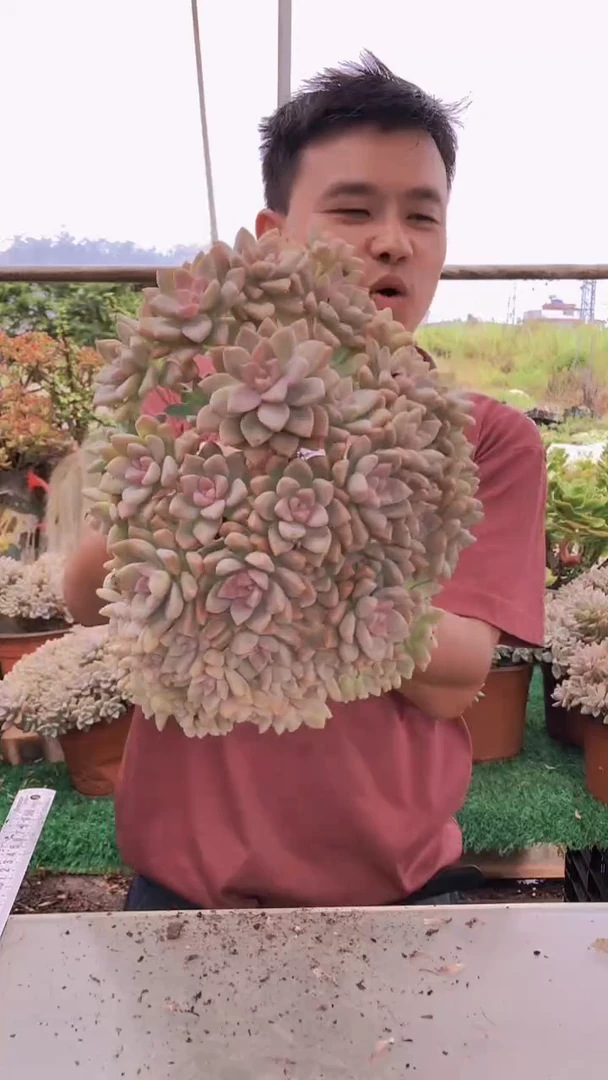 185淡雪缀化一物一拍