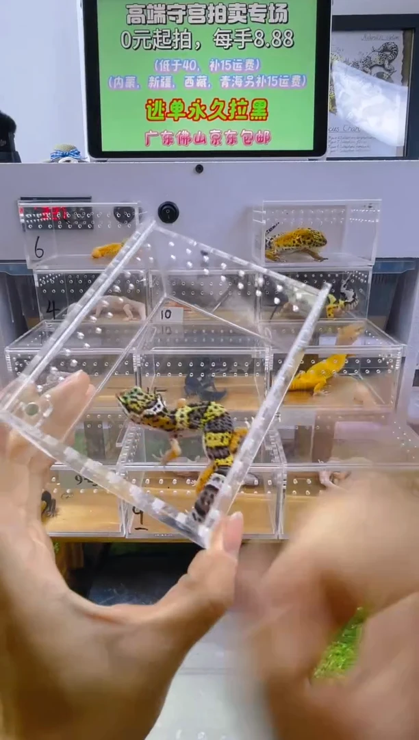 豹纹守宫豹纹肥尾苗子亚成成体