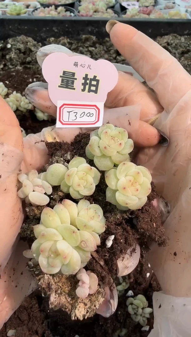 T3000单双混 黑框5颗量拍混发 满9.9包邮