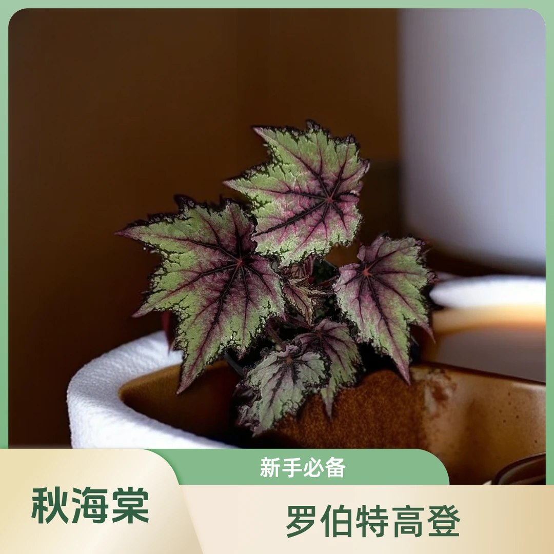 罗伯特高等 秋海棠热植 网红秋海棠经典反蓝光不包叶损《两单包邮》