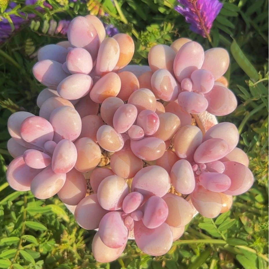 慢悠花房桃蛋精品多肉阳台绿植园艺盆栽花卉庭院植物