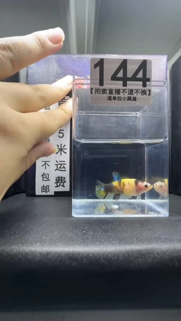 斗鱼母鱼编号：144