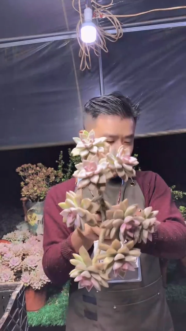 216淡雪缀化一物一拍