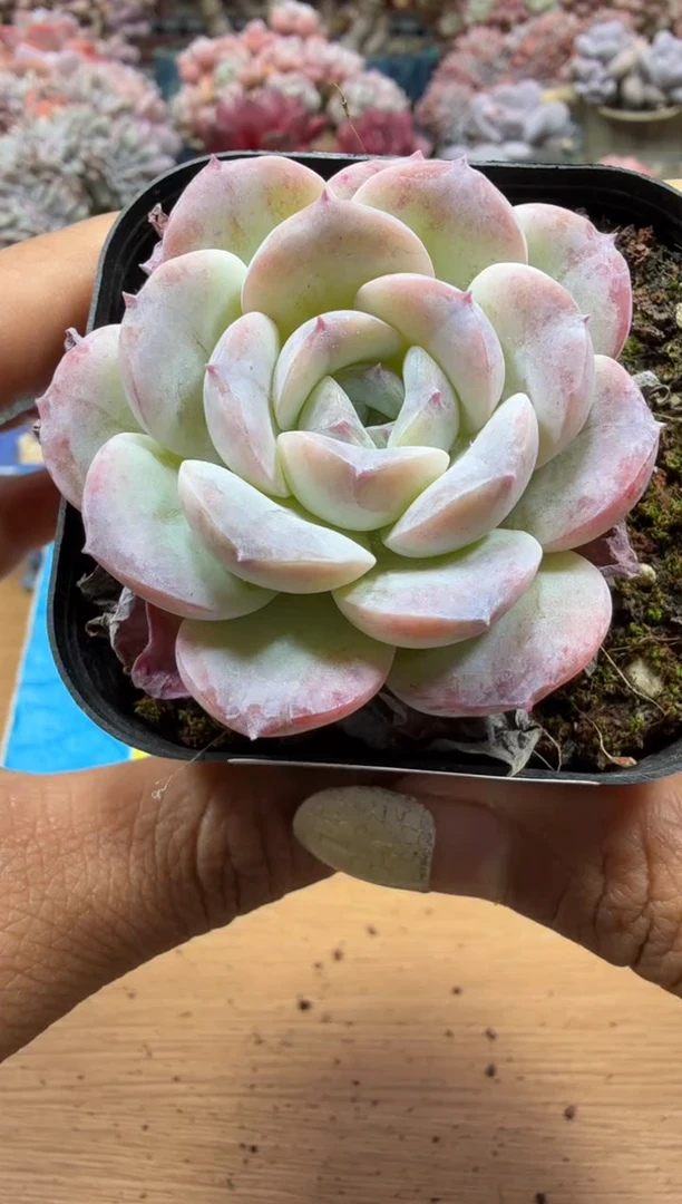 东云多肉园二店-71