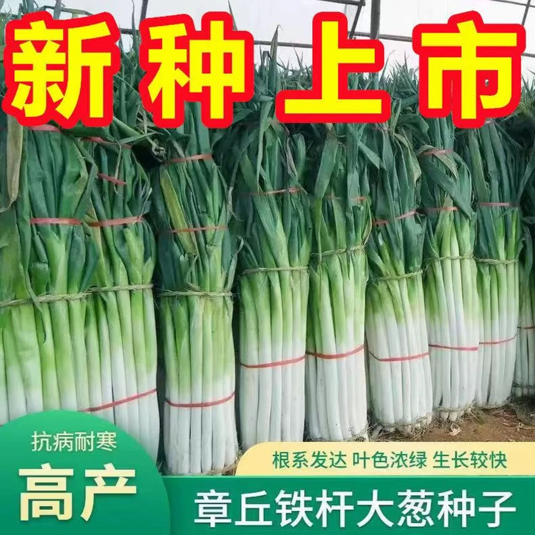 【今年新种】章丘铁杆大葱种子四季高产耐寒蔬菜种子一年四季种籽