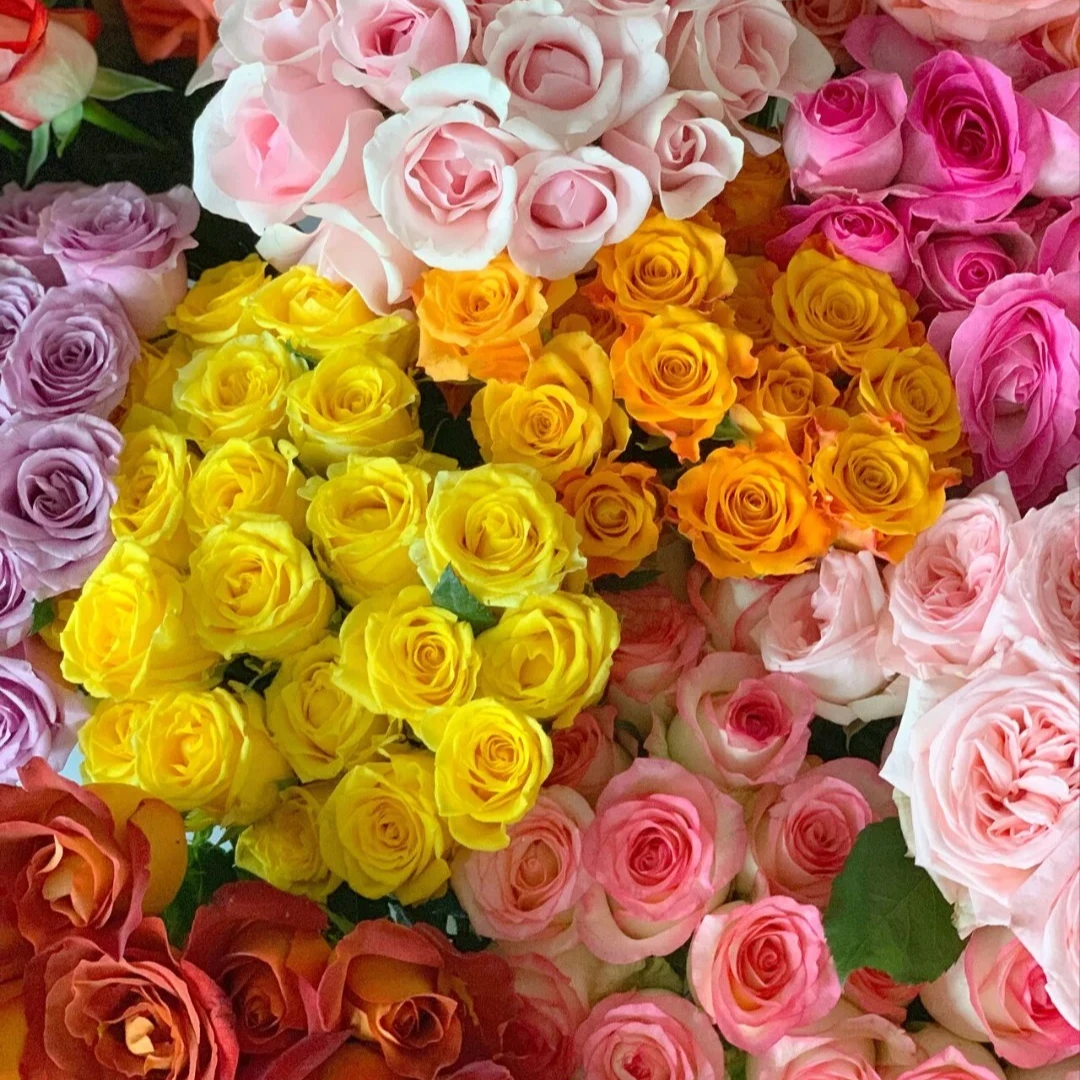 【小短腿福利】40-45cm 20枝 除了腿短其他的没毛病 介意勿拍