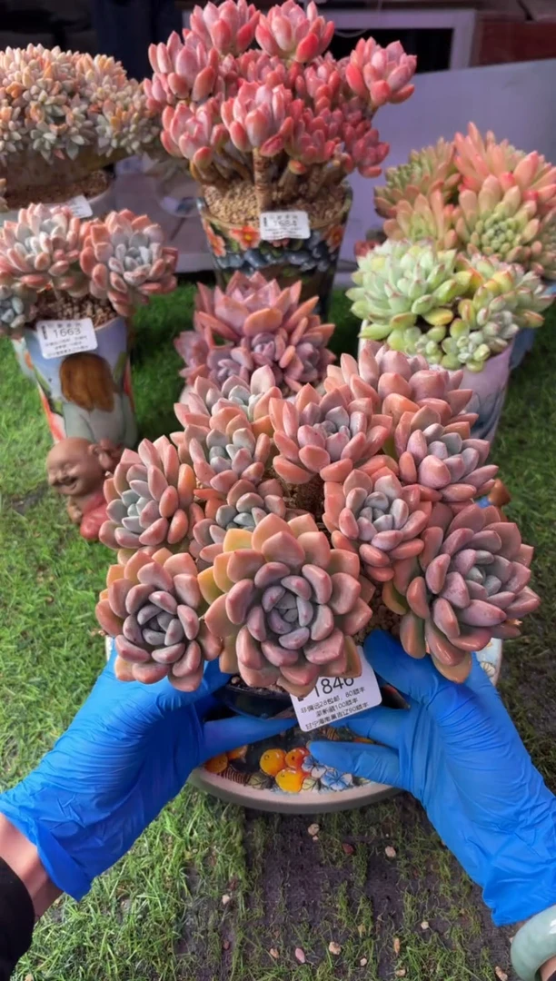 昆明印象多肉1846