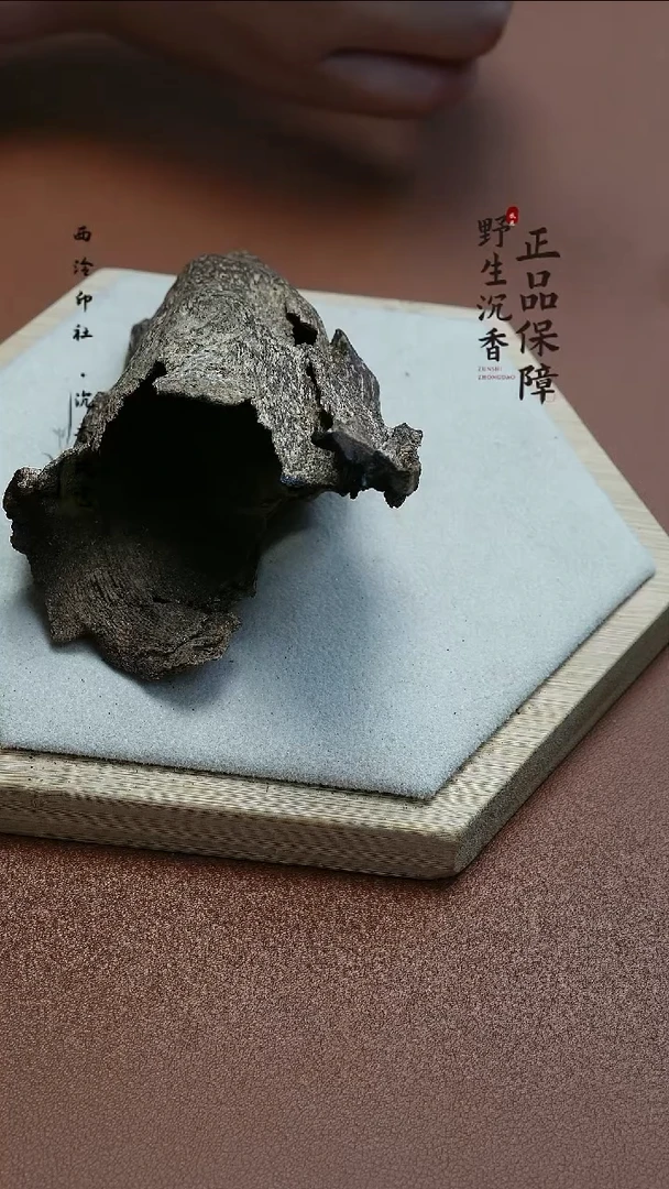 越南芽庄野生壳料16克