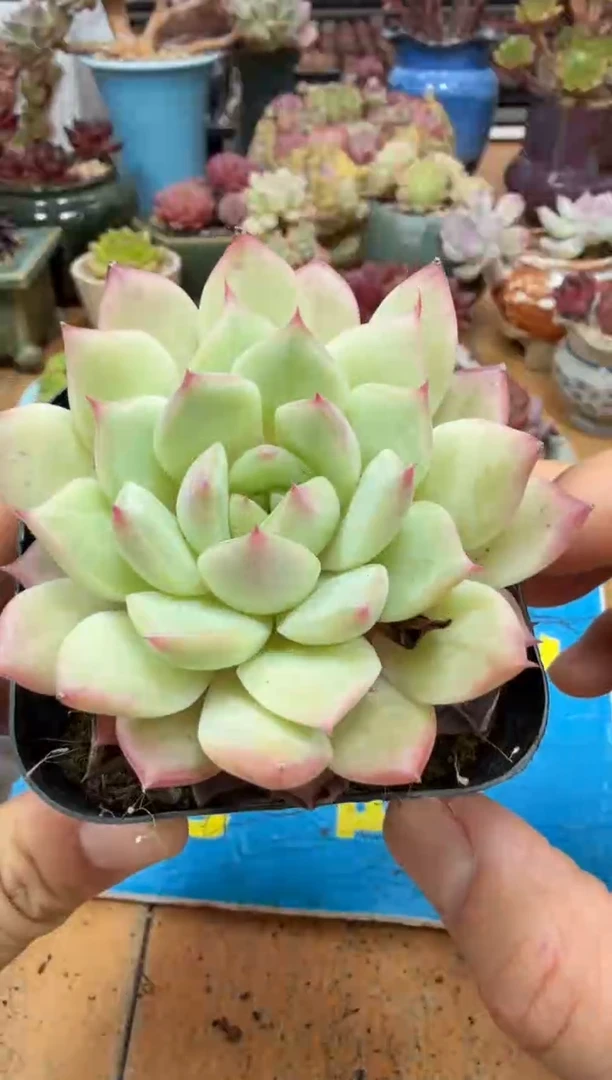 东云多肉园二店-325