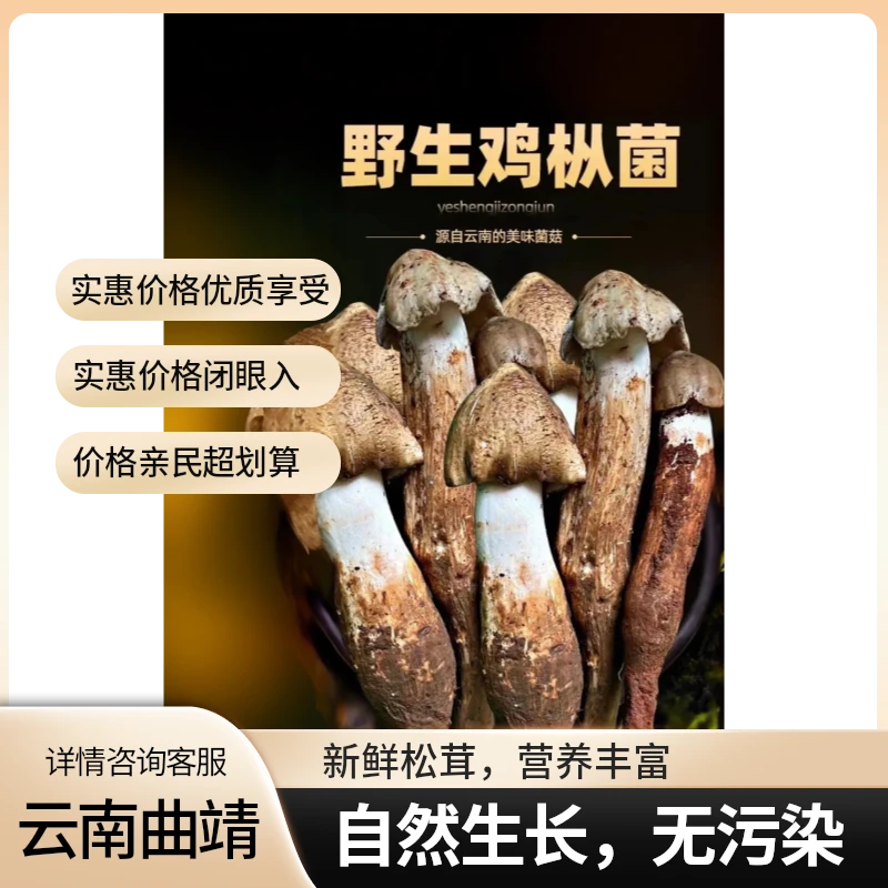 云南本地野生黑帽大鸡枞顺丰包邮新鲜美味菌菇顺丰冷链包邮鸡枞菌