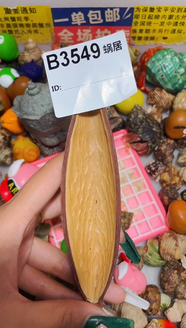 陌派甄选寄居蟹3549