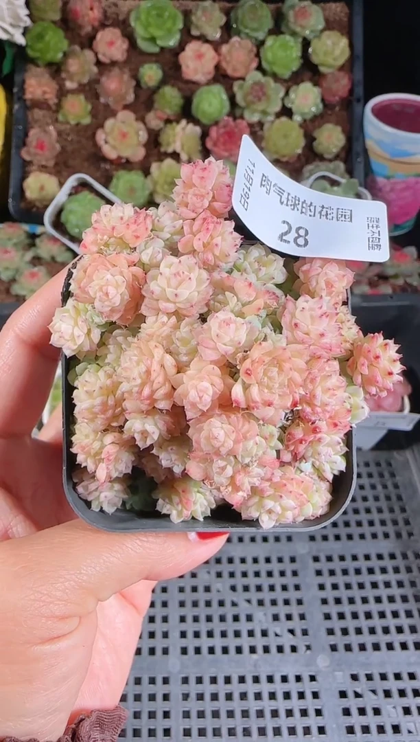 1119-28群生不包整