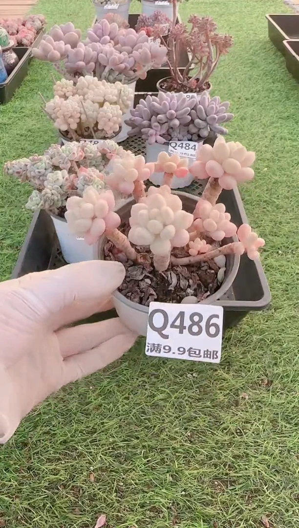 【闪购商品】梦会多肉一物一拍