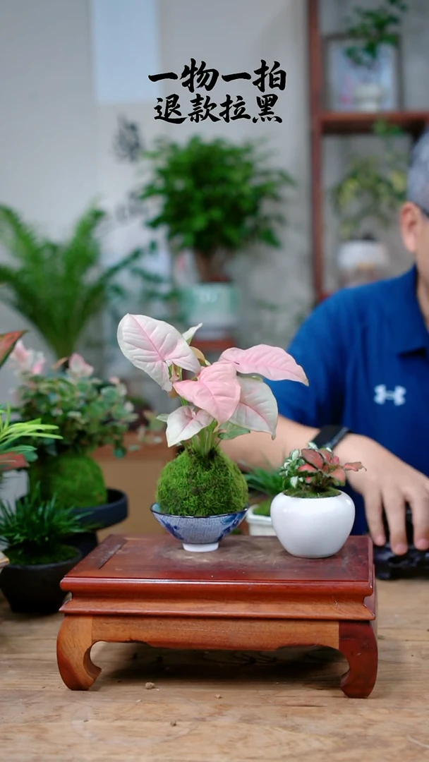完全开放腾*红粉+网纹草393
