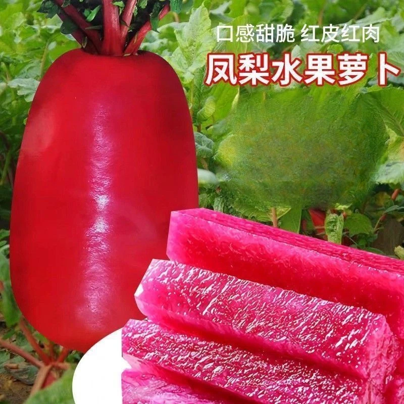 凤梨萝卜种子脆甜生吃红皮红肉心里美水果萝卜籽春秋四季蔬菜种籽