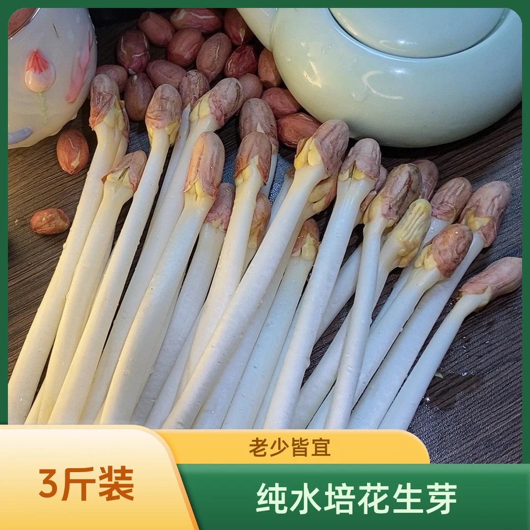 纯水培花生芽【三斤装】