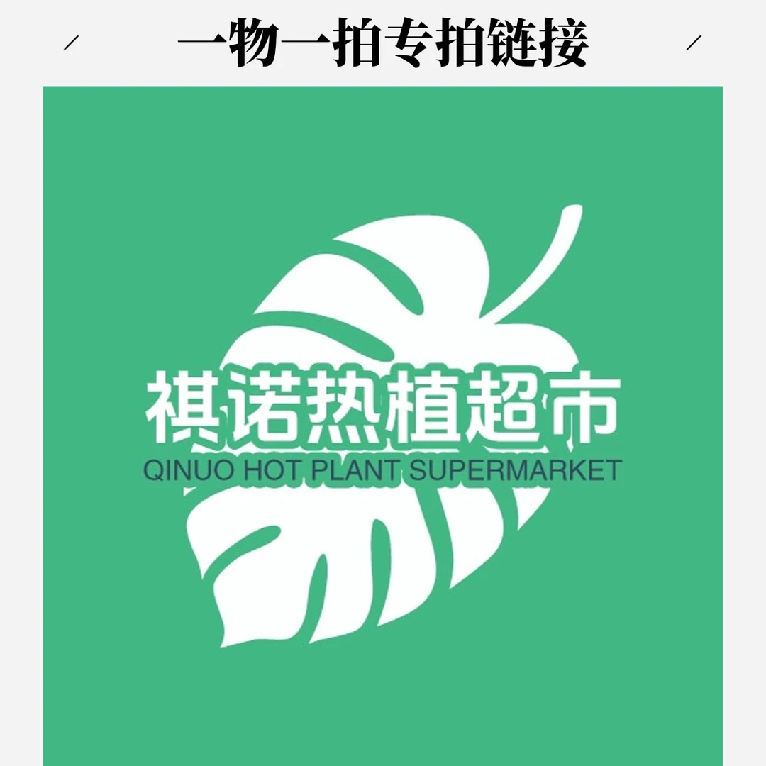 【祺诺热植】专用白龟 /蔓绿绒 一物一拍专拍链接