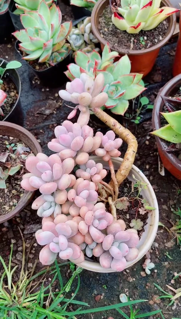 请***饭03163多肉植物一物一拍