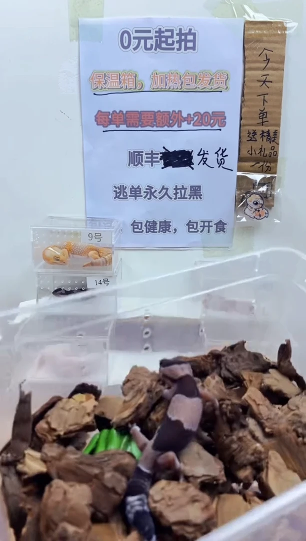 豹纹守宫豹纹守宫幼苗亚成体成体肥尾