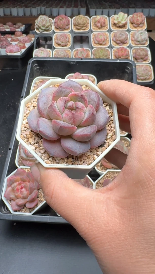 【闪购商品】323A号一物一拍多肉花卉植物拍3颗起发