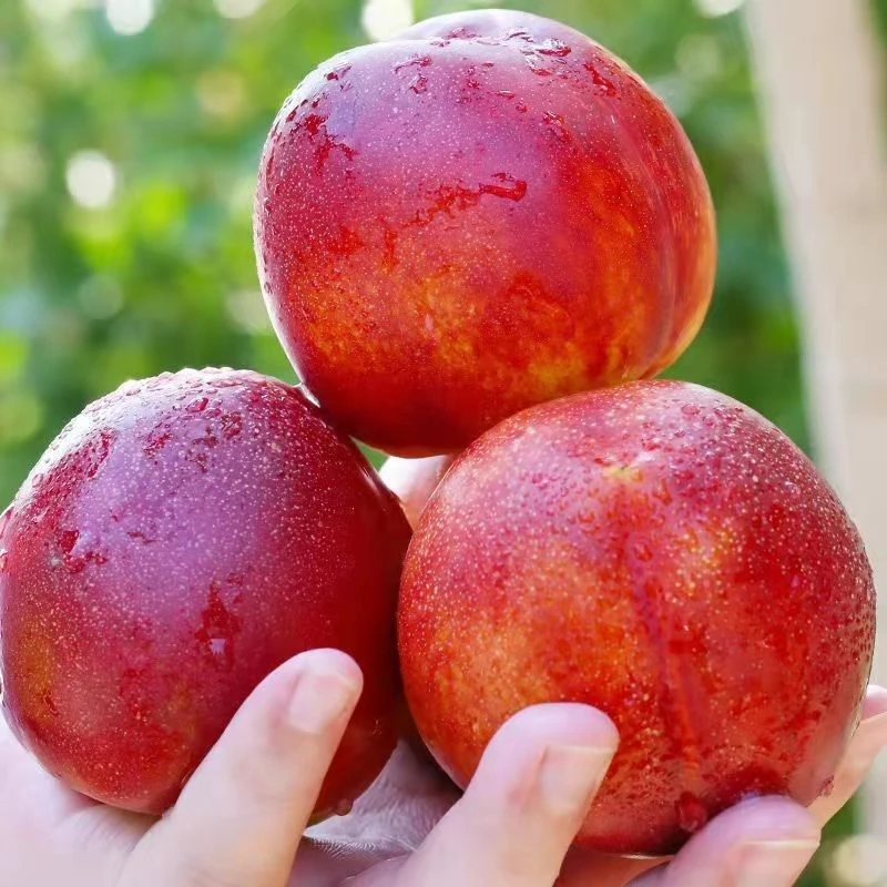 【京东】河北太行山头茬黄心红油桃（软硬两吃）