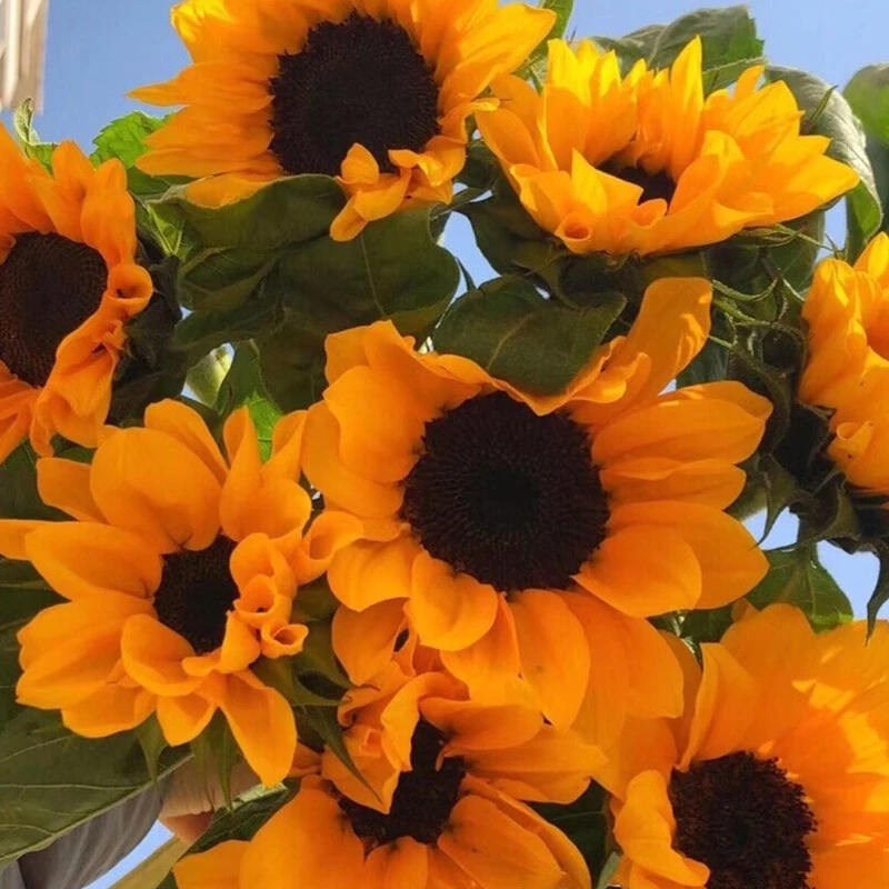 套餐5  中花向日葵3支+橙芭比5支