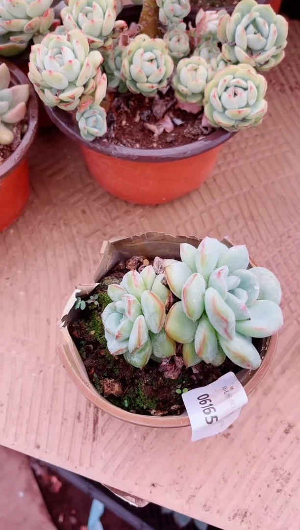 小*明06165多肉植物一物一拍