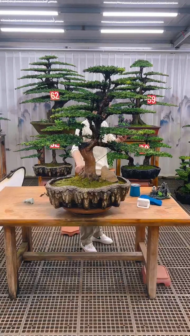 无花朵阿*辛精品盆景直播间一物一拍